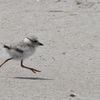 Volunteers hit Queens beach to protect piping plovers
